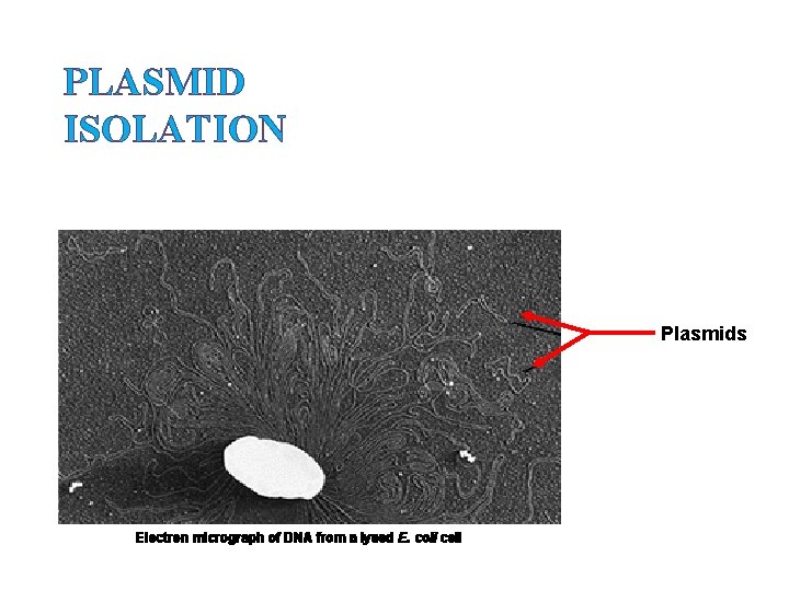 PLASMID ISOLATION Plasmids Electron micrograph of DNA from a lysed E. coli cell 