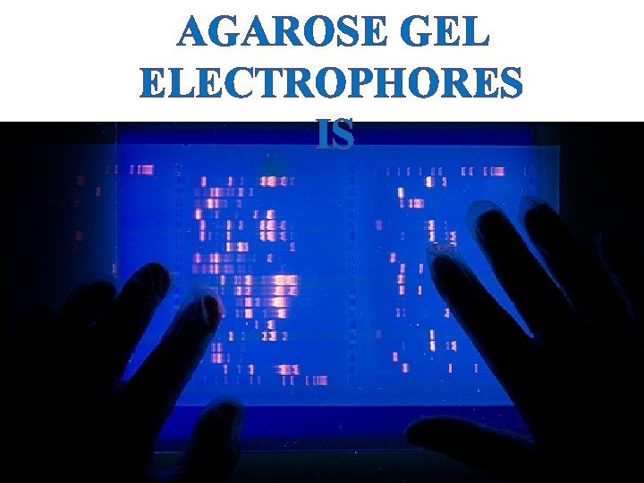 AGAROSE GEL ELECTROPHORES IS 