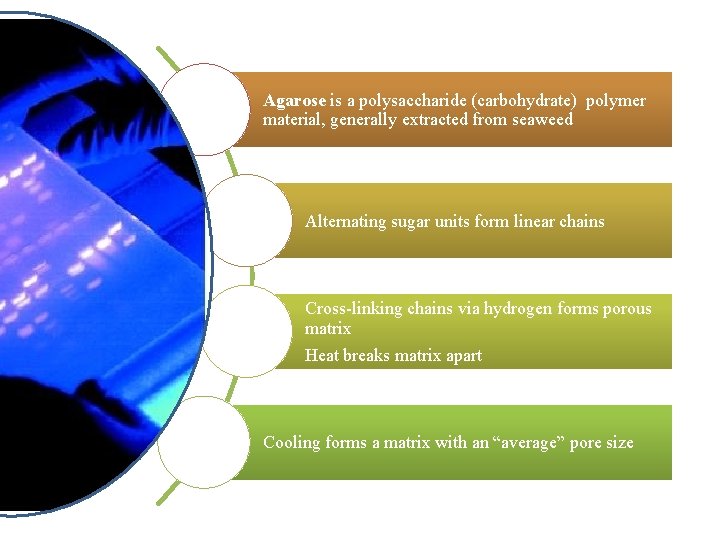 Agarose is a polysaccharide (carbohydrate) polymer material, generally extracted from seaweed Alternating sugar units