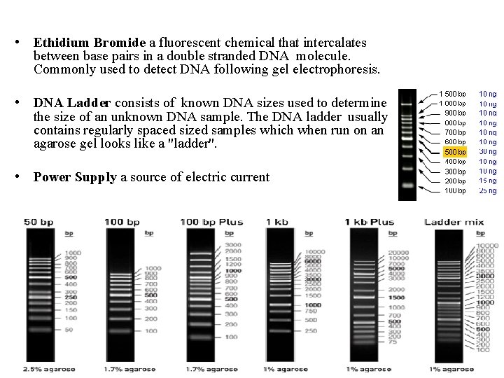  • Ethidium Bromide a fluorescent chemical that intercalates between base pairs in a