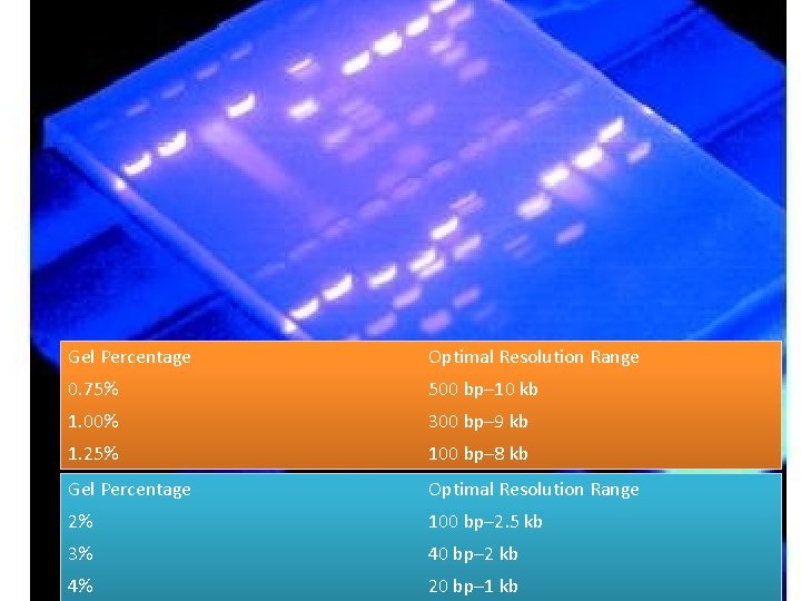 Gel Percentage Optimal Resolution Range 0. 75% 500 bp– 10 kb 1. 00% 300