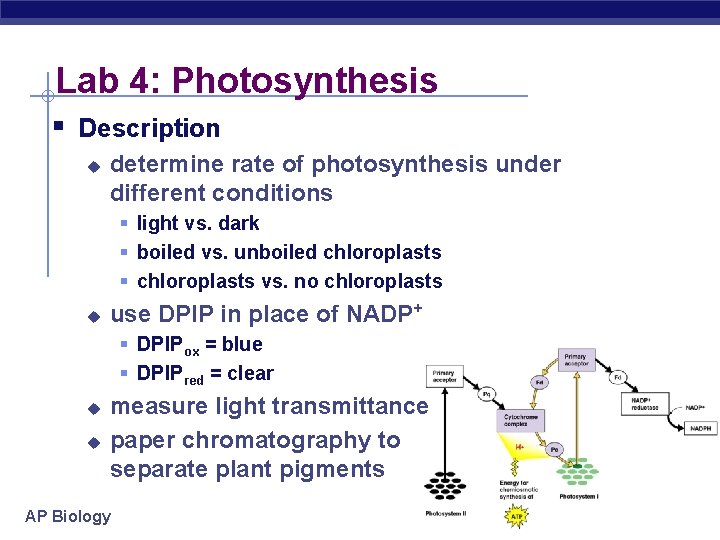 Lab 4: Photosynthesis § Description u determine rate of photosynthesis under different conditions §