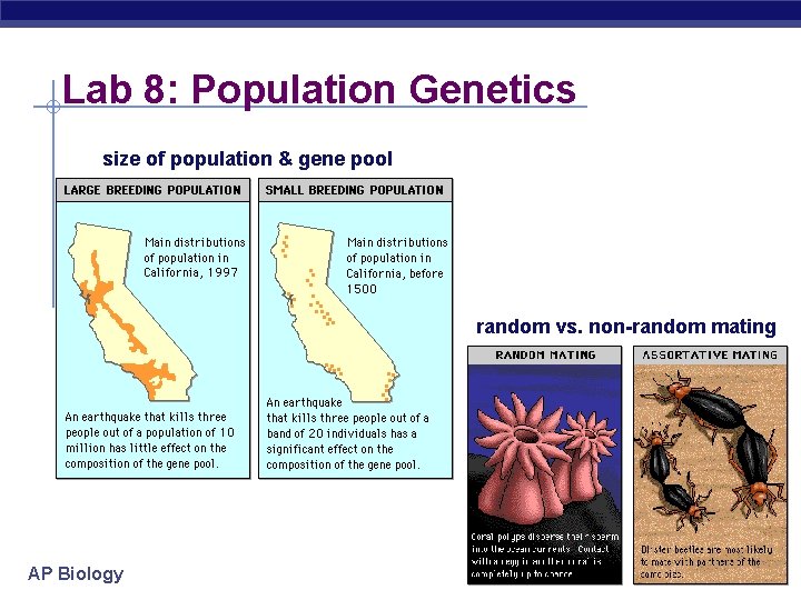 Lab 8: Population Genetics size of population & gene pool random vs. non-random mating