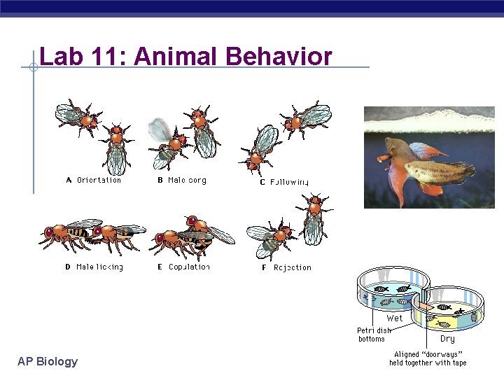 Lab 11: Animal Behavior AP Biology 