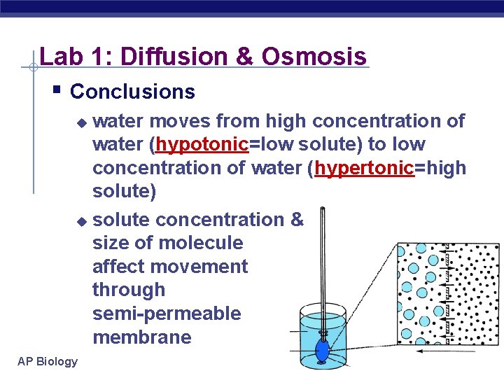 Lab 1: Diffusion & Osmosis § Conclusions water moves from high concentration of water