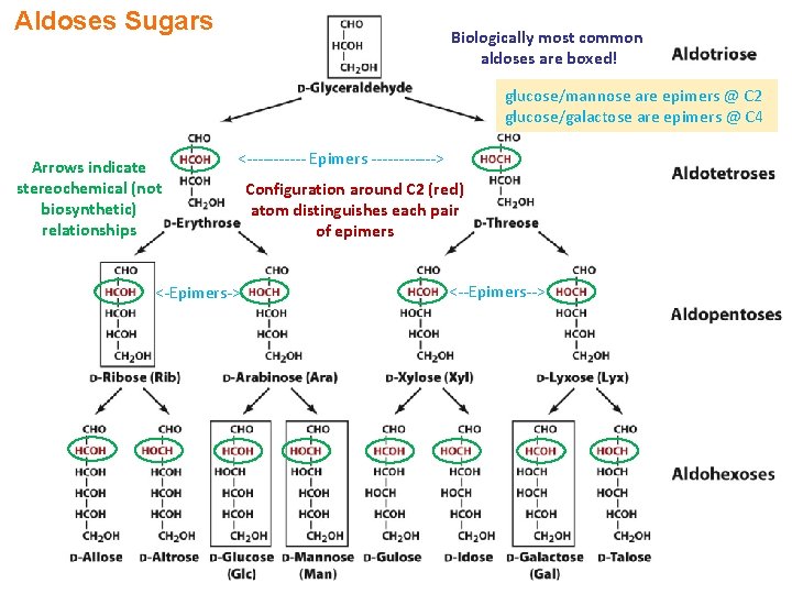 Aldoses Sugars Biologically most common aldoses are boxed! glucose/mannose are epimers @ C 2