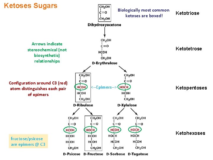 Ketoses Sugars Biologically most common ketoses are boxed! Arrows indicate stereochemical (not biosynthetic) relationships