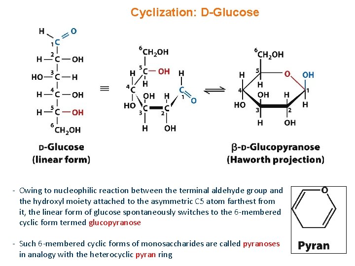 Cyclization: D-Glucose - Owing to nucleophilic reaction between the terminal aldehyde group and the