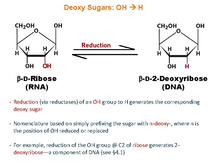 Deoxy Sugars: OH H Reduction OH -D-Ribose (RNA) -D-2 -Deoxyribose (DNA) - Reduction (via