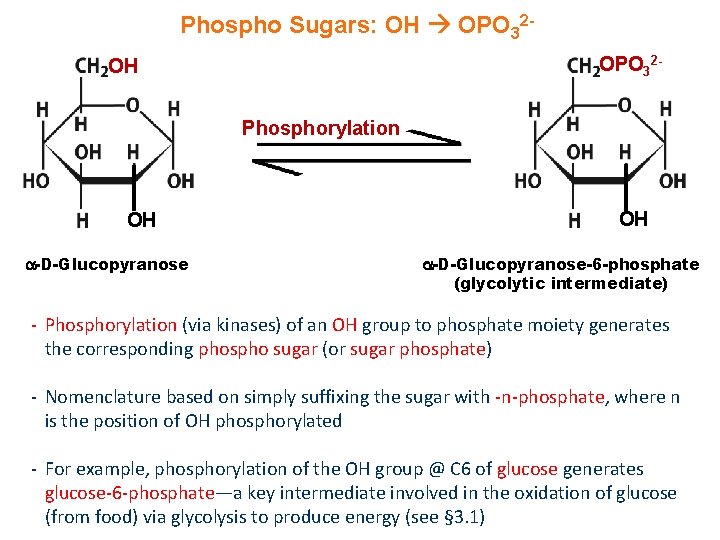 Phospho Sugars: OH OPO 32 - OH Phosphorylation OH -D-Glucopyranose-6 -phosphate (glycolytic intermediate) -