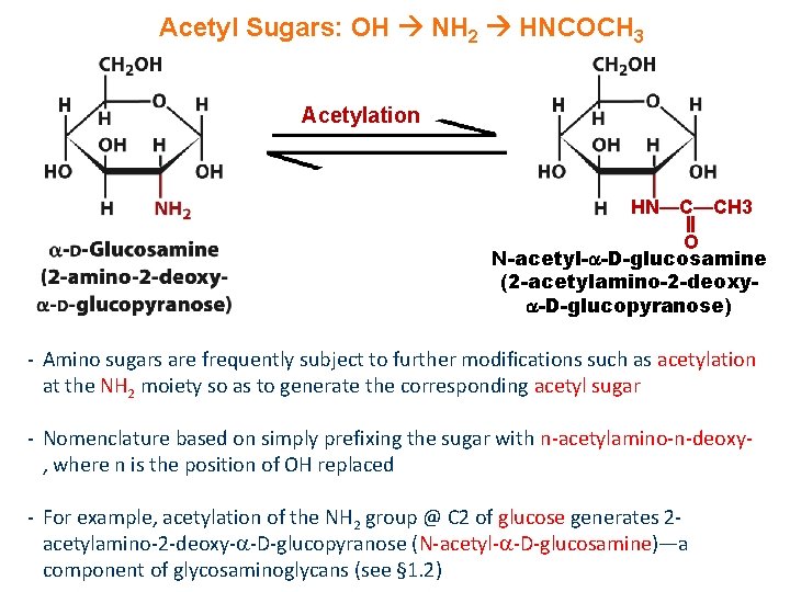 Acetyl Sugars: OH NH 2 HNCOCH 3 Acetylation HN—C—CH 3 O N-acetyl- -D-glucosamine (2