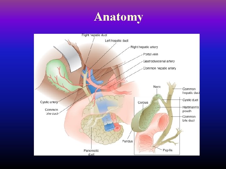 Anatomy 