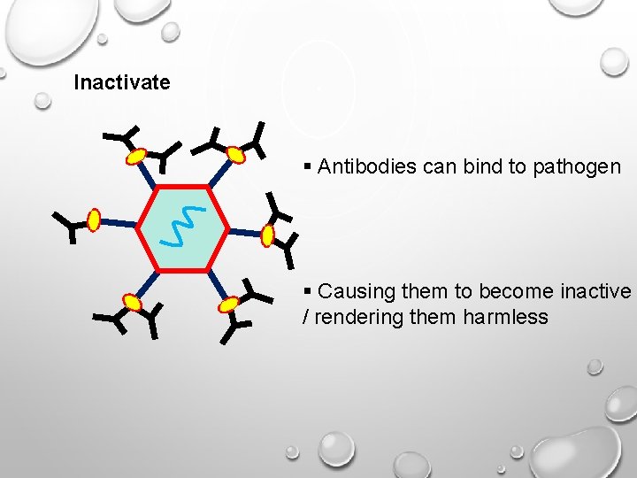 Inactivate § Antibodies can bind to pathogen § Causing them to become inactive /