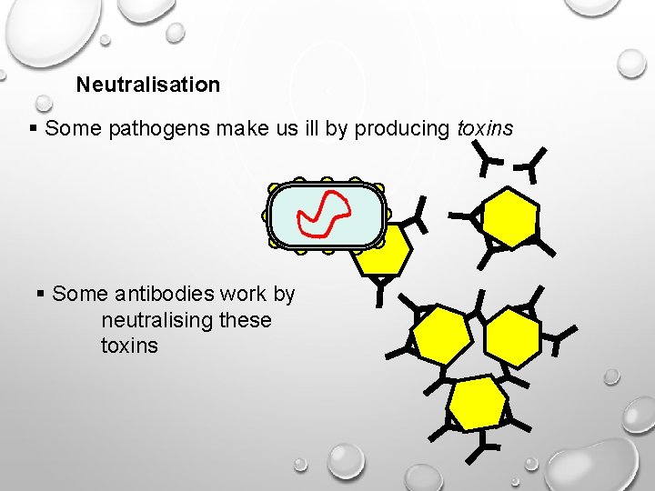 Neutralisation § Some pathogens make us ill by producing toxins § Some antibodies work