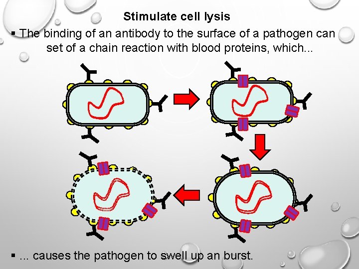 Stimulate cell lysis § The binding of an antibody to the surface of a