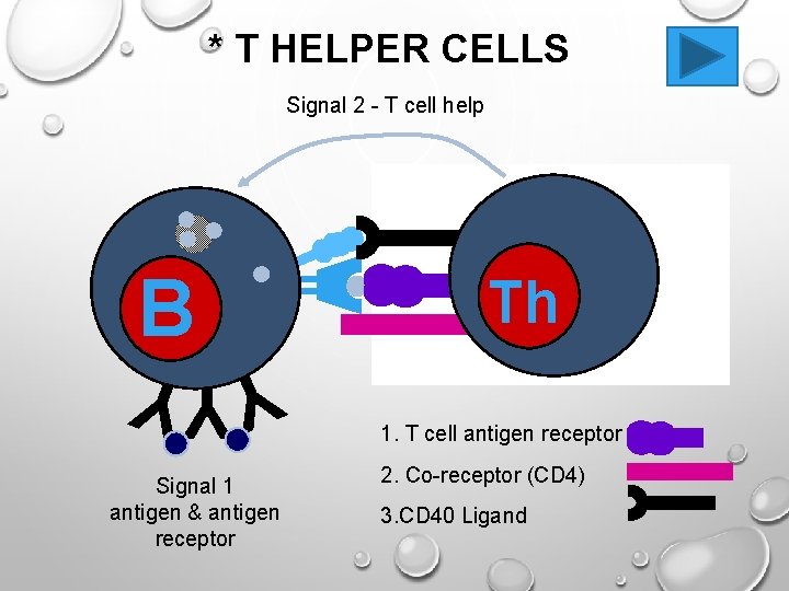 * T HELPER CELLS Signal 2 - T cell help B YYY Signal 1