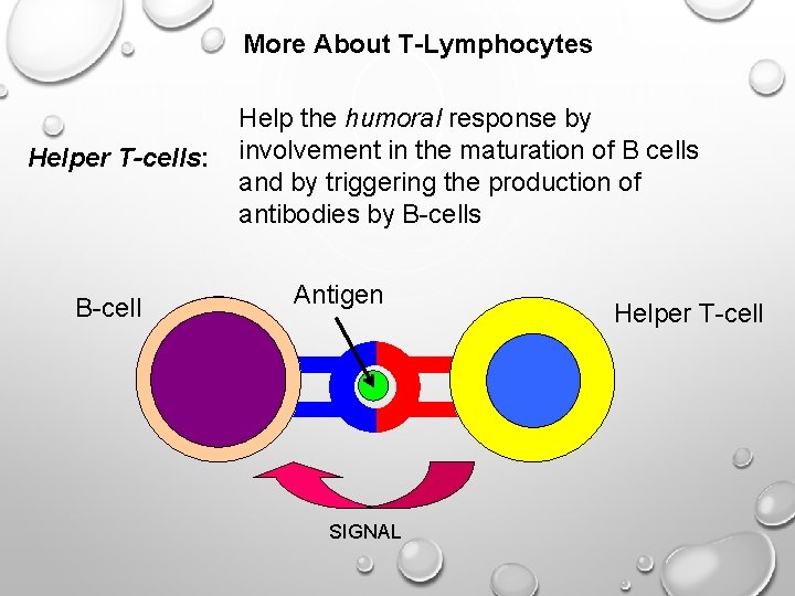 More About T-Lymphocytes Helper T-cells: B-cell Help the humoral response by involvement in the