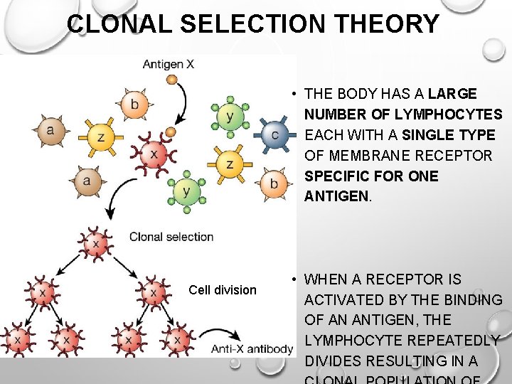 CLONAL SELECTION THEORY • THE BODY HAS A LARGE NUMBER OF LYMPHOCYTES EACH WITH