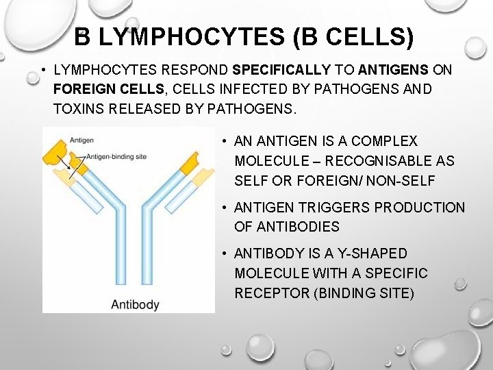 B LYMPHOCYTES (B CELLS) • LYMPHOCYTES RESPOND SPECIFICALLY TO ANTIGENS ON FOREIGN CELLS, CELLS