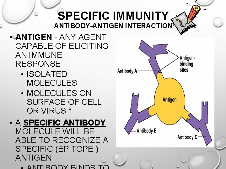 SPECIFIC IMMUNITY ANTIBODY-ANTIGEN INTERACTION • ANTIGEN - ANY AGENT CAPABLE OF ELICITING AN IMMUNE