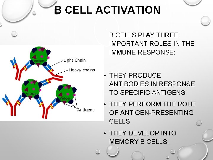 B CELL ACTIVATION B CELLS PLAY THREE IMPORTANT ROLES IN THE IMMUNE RESPONSE: •