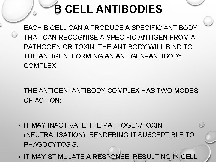 B CELL ANTIBODIES EACH B CELL CAN A PRODUCE A SPECIFIC ANTIBODY THAT CAN
