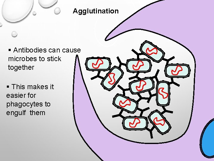 Agglutination § Antibodies can cause microbes to stick together § This makes it easier