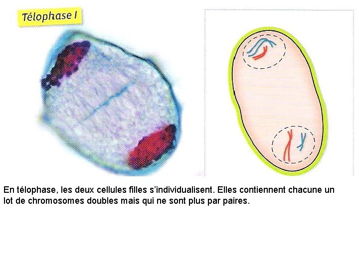 En télophase, les deux cellules filles s’individualisent. Elles contiennent chacune un lot de chromosomes