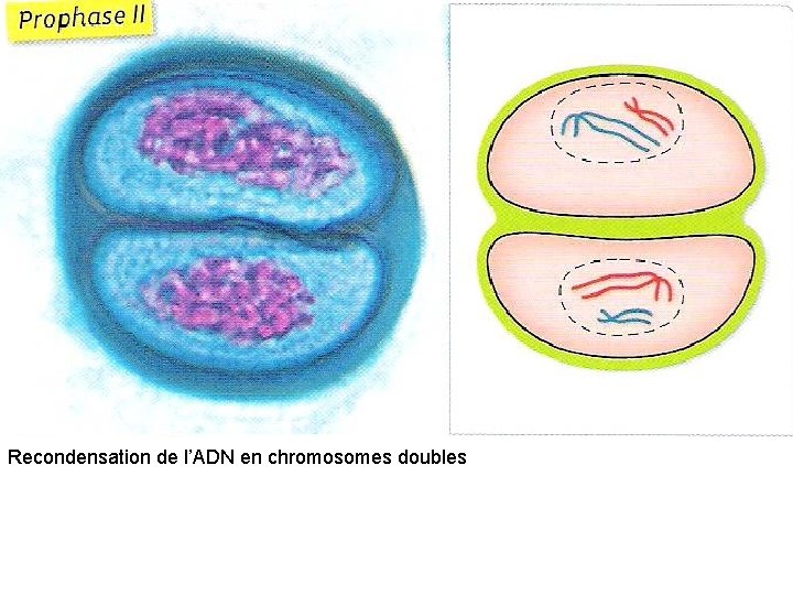 Recondensation de l’ADN en chromosomes doubles 