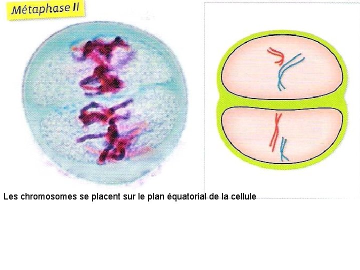 Les chromosomes se placent sur le plan équatorial de la cellule 