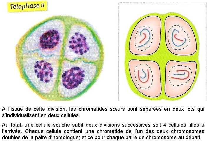 A l’issue de cette division, les chromatides sœurs sont séparées en deux lots qui