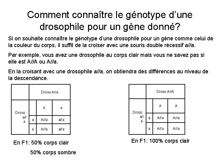 Comment connaître le génotype d’une drosophile pour un gène donné? Si on souhaite connaître