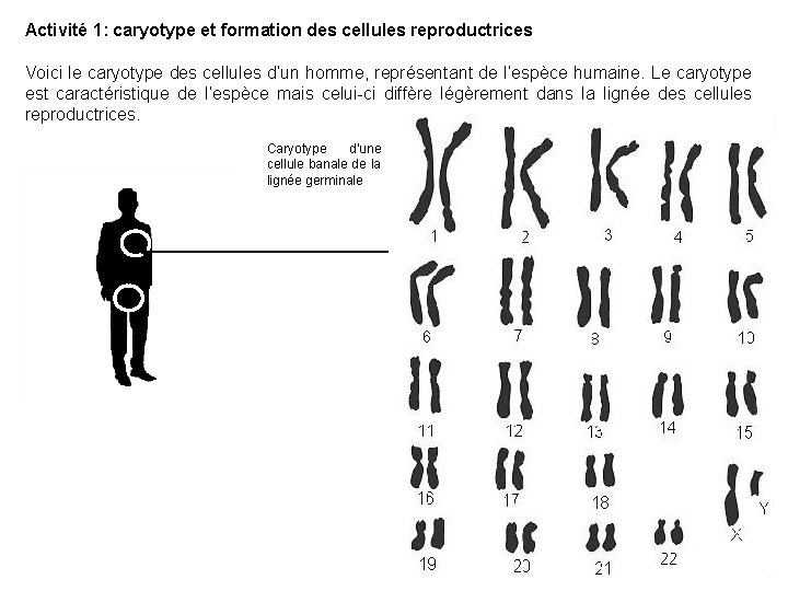 Activité 1: caryotype et formation des cellules reproductrices Voici le caryotype des cellules d’un