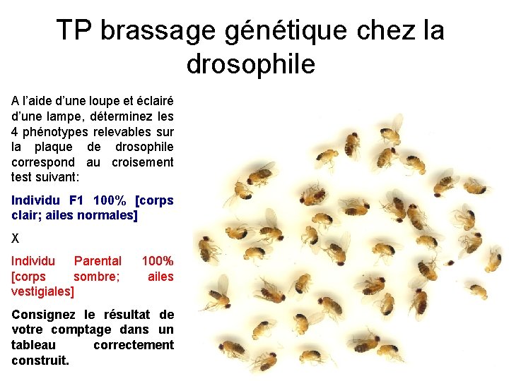 TP brassage génétique chez la drosophile A l’aide d’une loupe et éclairé d’une lampe,