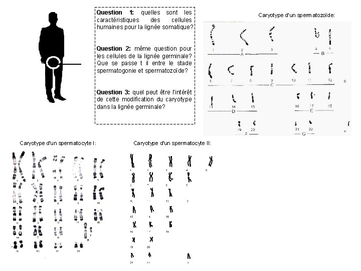 Question 1: quelles sont les caractéristiques des cellules humaines pour la lignée somatique? Question