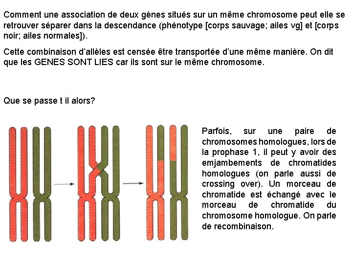 Comment une association de deux gènes situés sur un même chromosome peut elle se