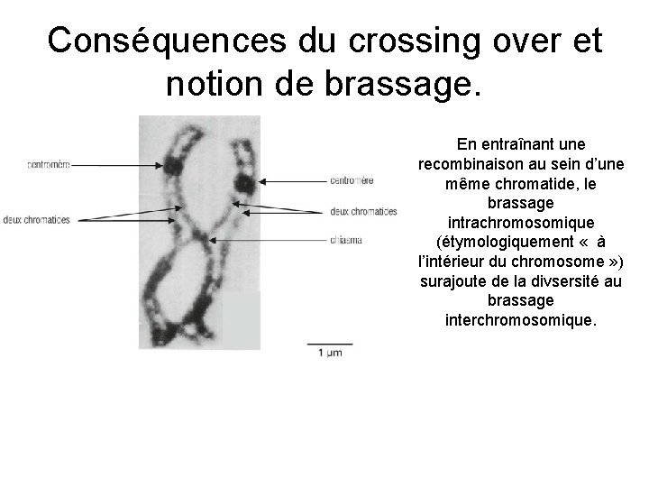 Conséquences du crossing over et notion de brassage. En entraînant une recombinaison au sein