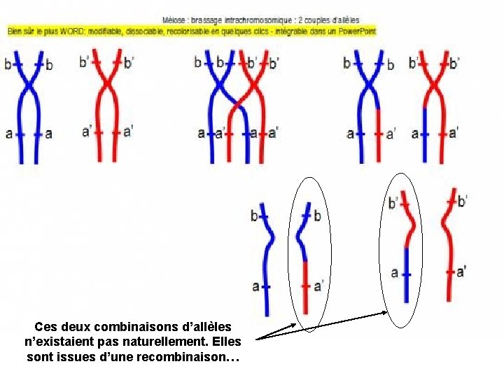 Ces deux combinaisons d’allèles n’existaient pas naturellement. Elles sont issues d’une recombinaison… 