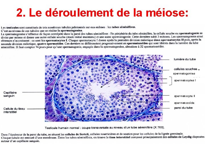 2. Le déroulement de la méiose: = spermatogonies spermatocytes I spermatocyte II spermatozoïde 