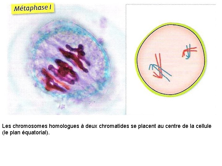 Les chromosomes homologues à deux chromatides se placent au centre de la cellule (le