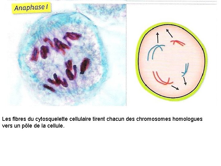 Les fibres du cytosquelette cellulaire tirent chacun des chromosomes homologues vers un pôle de