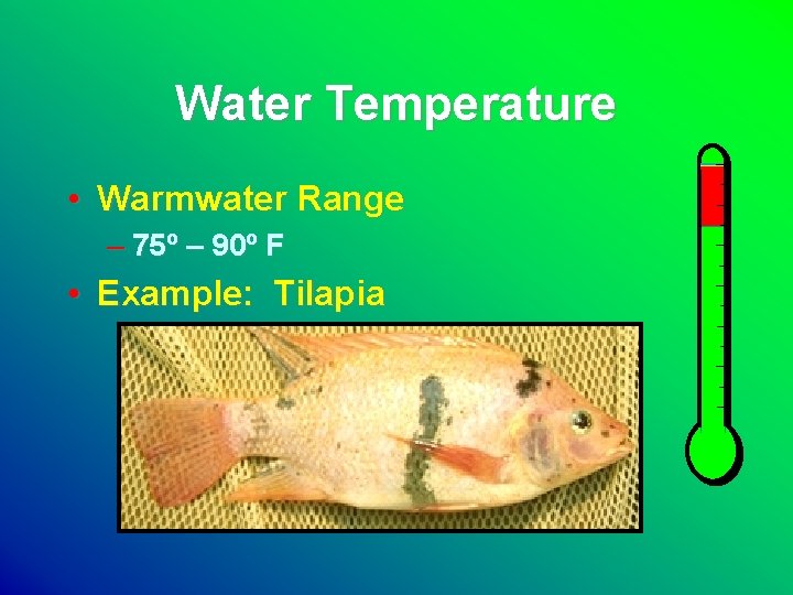 Water Temperature • Warmwater Range – 75º – 90º F • Example: Tilapia 