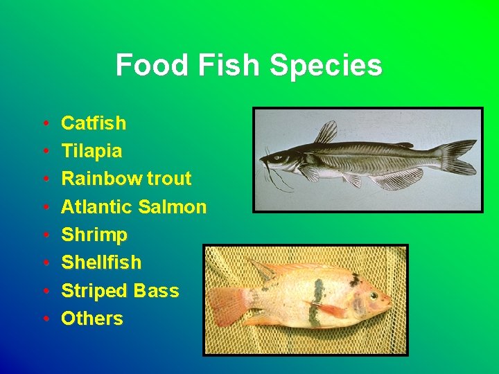 Food Fish Species • • Catfish Tilapia Rainbow trout Atlantic Salmon Shrimp Shellfish Striped