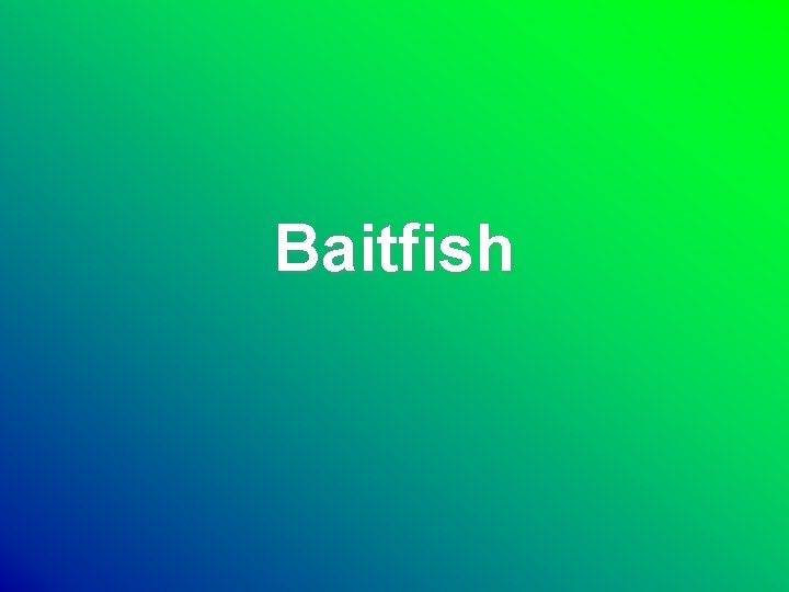 Baitfish 