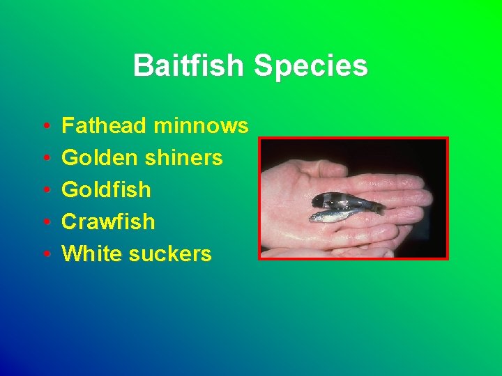 Baitfish Species • • • Fathead minnows Golden shiners Goldfish Crawfish White suckers 