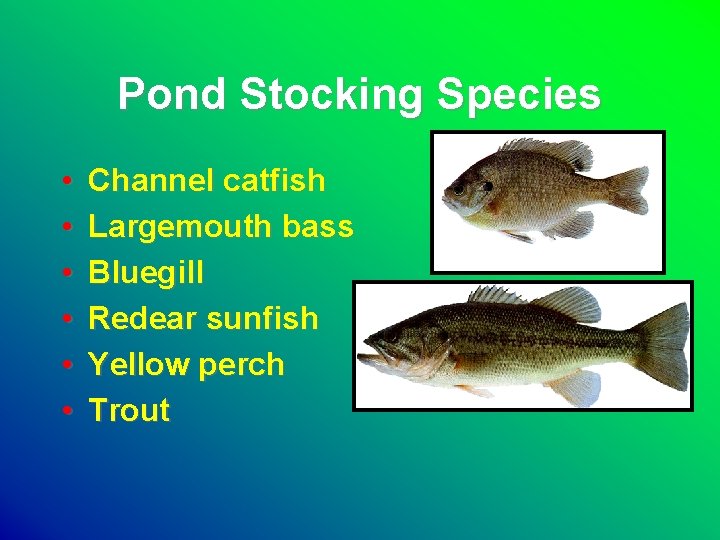 Pond Stocking Species • • • Channel catfish Largemouth bass Bluegill Redear sunfish Yellow