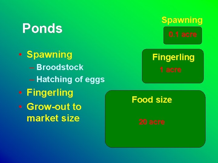 Ponds • Spawning – Broodstock – Hatching of eggs • Fingerling • Grow-out to