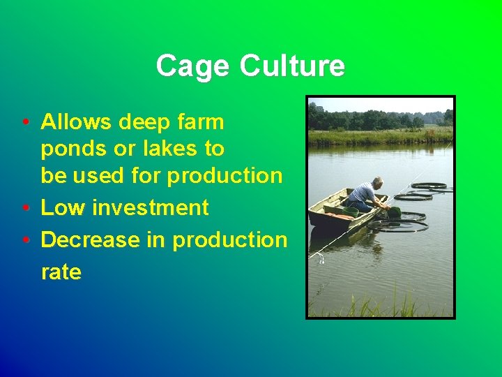 Cage Culture • Allows deep farm ponds or lakes to be used for production