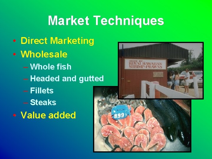 Market Techniques • Direct Marketing • Wholesale – Whole fish – Headed and gutted
