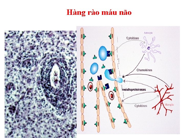 Hàng rào máu não 